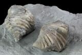 Pair Of Fossil Brachiopods (Platystrophia) - Indiana #95959-3
